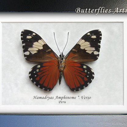 Red Cracker Hamadryas Amphinome Real Butterflies Framed Entomology Shadowbox