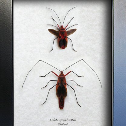Lohita Grandis PAIR Red Face Bug Scream Creepy Real Beetles Entomology Shadowbox