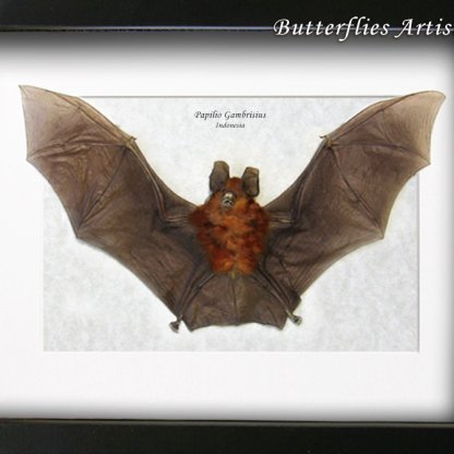 Rhinolophus Lepidus Gothic Horseshoe Bat Real Framed Taxidermy Museum Shadowbox