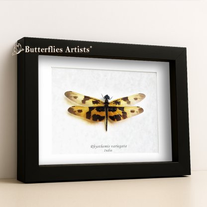 •Rhyothemis Variegata Common Picture Wing Dragonfly Framed Entomology Shadowbox Display