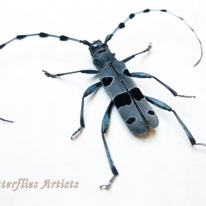 Rosalia Alpina Male Rare Real Alpine Longhorn Beetle Framed Entomology Shadowbox