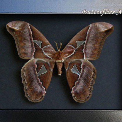 Rothschildia Aurota XL Saturn Silkmoth Real Moth Framed Entomology Shadowbox