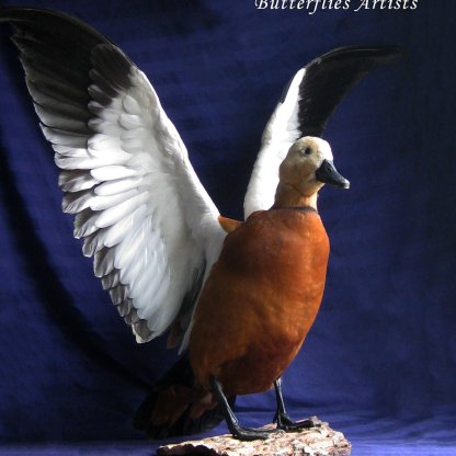 Ruddy Shelduck Brahminy Duck Real Bird Taxidermy Mount Stuffed Scientific Zoology