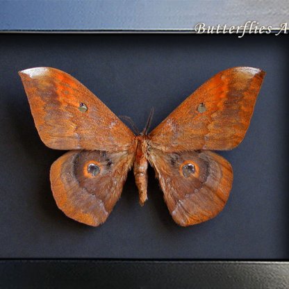 Salassa Thespis XL Rare Saturn Moth Framed Entomology Collectible Shadowbox