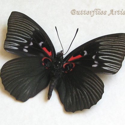 Sasakia Funebris Real Empress Butterfly Rare Framed Entomology Shadowbox