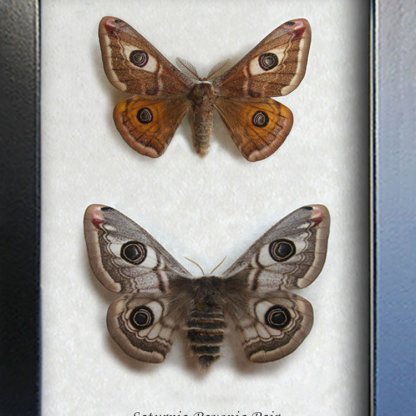Saturnia Pavonia Pair Ligurian Emperor Real Moths Framed Entomology Collectible Shadowbox