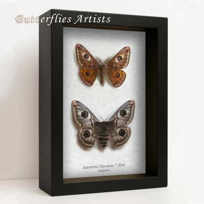 •Saturnia Pavonia Pair European Emperor Moths Framed Entomology Shadowbox Display