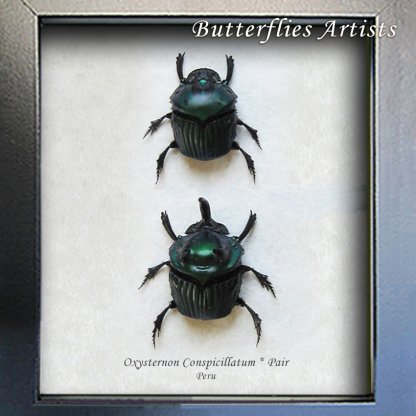 Scarab Beetles Oxysternon Conspicillatum PAIR Real Framed Entomology Shadowbox