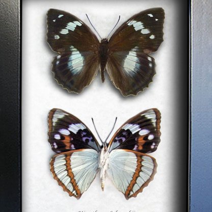 Set Purple Emperor Mimathyma Schrenckii Butterflies Framed Entomology Shadowbox