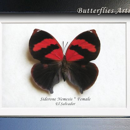 Siderone Nemesis Rare Scarlet Leafwing Butterfly Framed Entomology Shadowbox