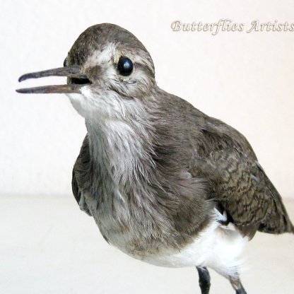 Solitary Sandpiper Actitis Hypoleucos Taxidermy Stuffed Bird Scientific Zoology
