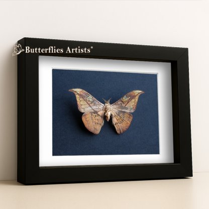 •Solus Parvifenestratus Hooked Wing Silk Moth Framed Entomology Shadowbox Display