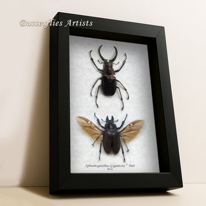Sphaenognathus Giganteus PAIR Real 4 Eyes Stag Beetles Framed Entomology Shadowbox