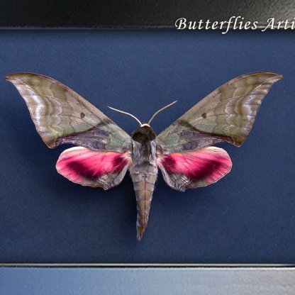 Sphinx Callambulyx Rubricosa Rare Green-pink Hawkmoth Framed Entomology Shadowbox