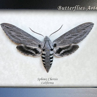 Sphinx Chersis XL Northern Great Ash Real Moth Framed Entomology Shadowbox