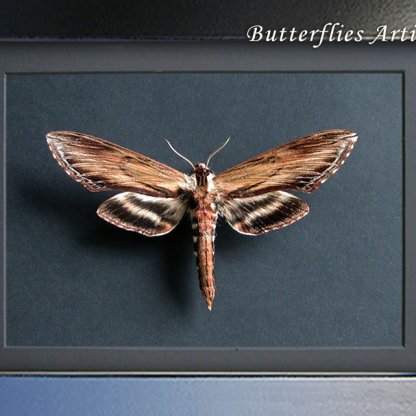 Sphinx Kalmiae Hawkmoth Laurel Real Moth Framed Entomology Shadowbox