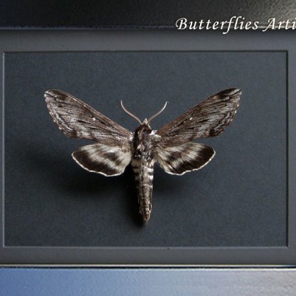 Sphinx Poecila Female Northern Apple Real Moth Framed Entomology Shadowbox