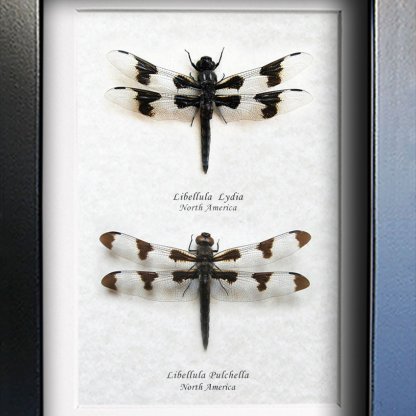 Spotted Skimmer Libellula Pulchella & Lydia Real Dragonflies Framed Entomology Shadowbox