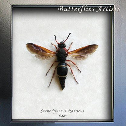 Stenodynerus Rossicus Rare Potter Wasp Framed Entomology Collectible Shadowbox