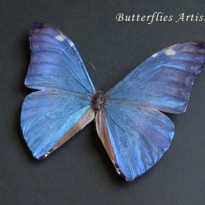 Stunning Metallic Blue Morpho Aurora Real Butterfly Framed Entomology Shadowbox