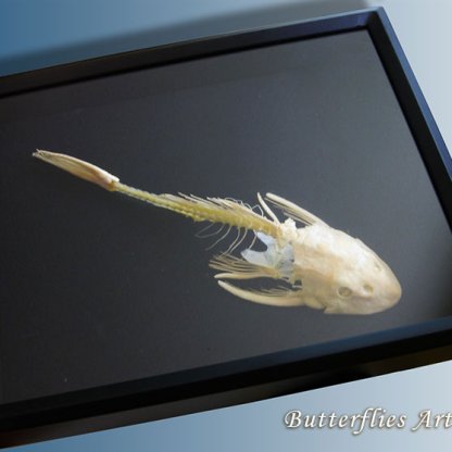 Suckermouth Hypostomus Plecostomus Catfish Skeleton Taxidermy Museum Quality