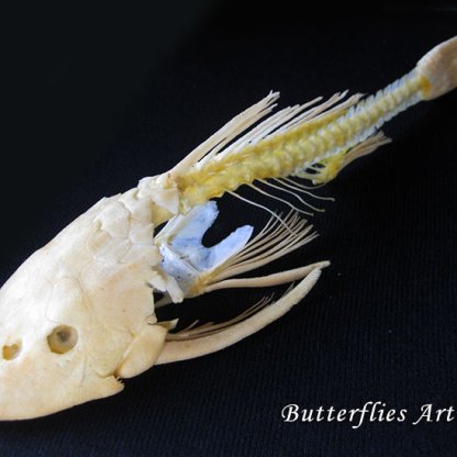 • Hypostomus Plecostomus Catfish Skeleton Framed Taxidermy Shadowbox Display