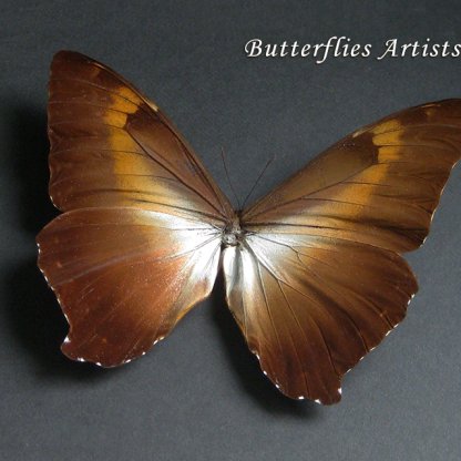 Sunset Butterfly XL Morpho Cisseis Gahua RARE Real Framed Entomology Shadowbox
