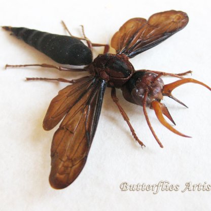 Synagris Cornuta Male Tusked Wasp Framed Entomology Museum Quality Shadowbox