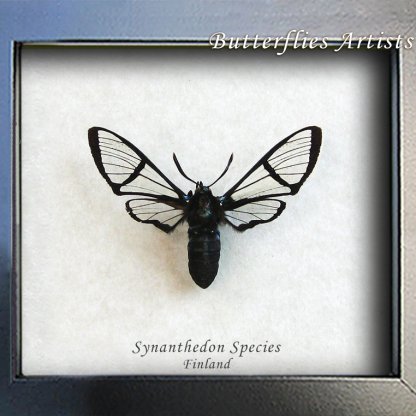 Synanthedon Species Real Hummingbird Clearwing Moth Framed Entomology Shadowbox