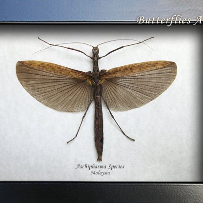Real Flying Stick Phasmatodea Aschiphasma Framed Entomology Collectible Shadowbox