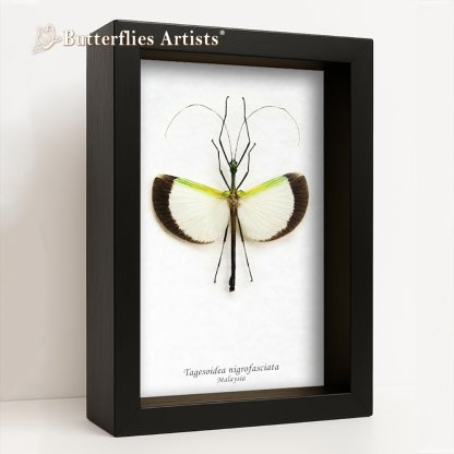 • Tagesoidea Nigrofasciata Flying Stick Real Insect Framed Entomology Shadowbox Display