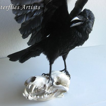 Taxidermy Real Raven Wolf Skull Gothic Decoration Stuffed Animal Bird Prey