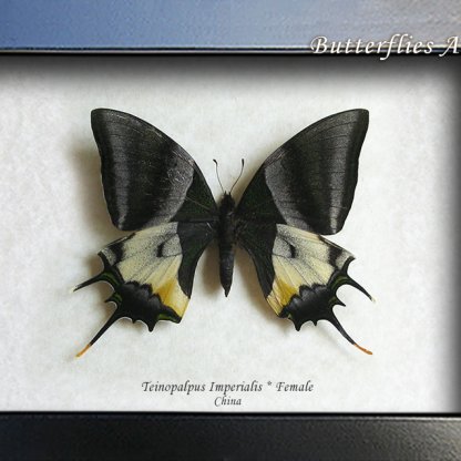 Teinopalpus Imperialis Female Emperor Of India Butterfly Framed Entomology Shadowbox