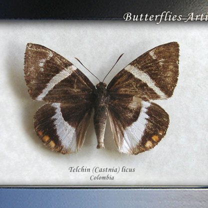 Telchin Castnia Licus RARE Banana Stem Borer Moth Framed Entomology Shadowbox