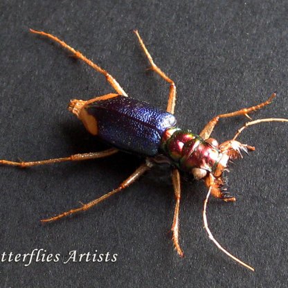 Tetracha Spixii Rare Metallic Tiger Beetle Real Framed Entomology Shadowbox