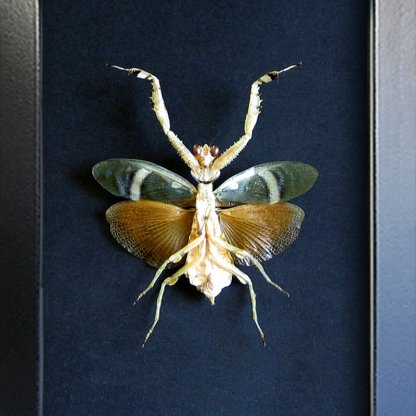 Theopropus Elegans Female RARE Banded Flower Mantis Framed Entomology Shadowbox
