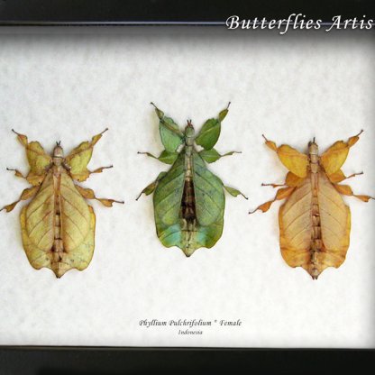 Three Color Real Walking Leaf Phyllium Pulchrifolium Framed Entomology Shadowbox