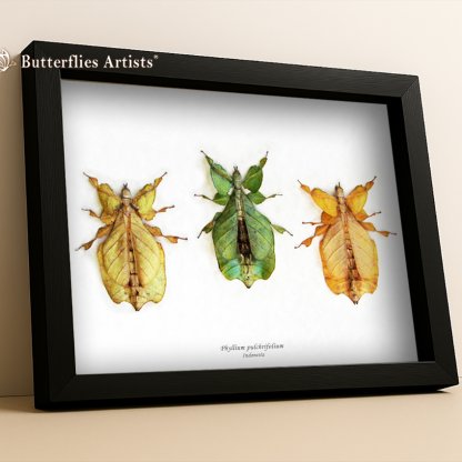 • Phyllium Pulchrifolium Yellow, Green & Orange Form Leaf Insects Framed Entomology Shadowbox Display