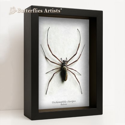 • Trichonephila Clavipes Golden Silk Orb-Weaver Spider Framed Entomology Shadowbox Display