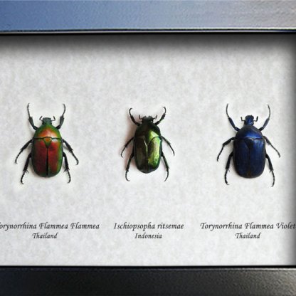 Trio Jewel Beetles Set Torynorrhina Lschiopsopha Entomology Collectible Display