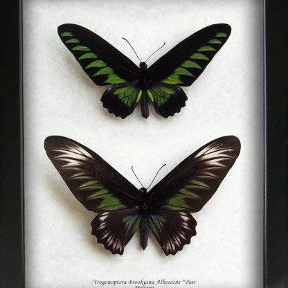 Trogonoptera Brookiana Pair XL  Birdwing Butterflies Framed Entomology Shadowbox