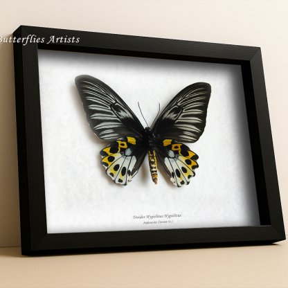 Troides Hypolitus Hypolitus Female XL Real Rippon’s Birdwing Butterfly Framed Entomology Shadowbox