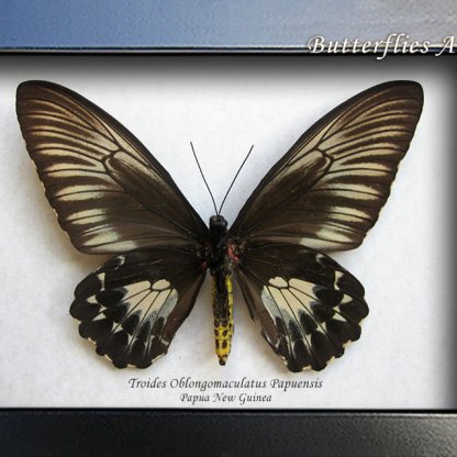 Troides Oblongomaculatus Female RARE Birdwing Butterfly Framed Entomology Shadowbox