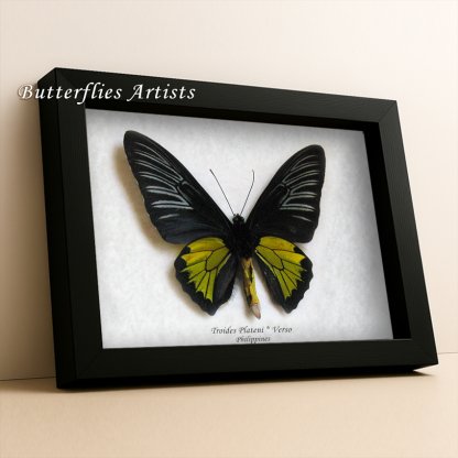 Troides Plateni Male Dr. Platen's Birdwing Real Butterfly Framed Entomology Shadowbox