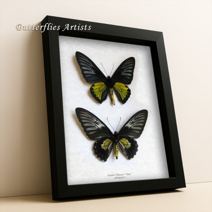 Troides Plateni Pair Dr. Platen's Birdwing Real Butterflies Framed Entomology Shadowbox