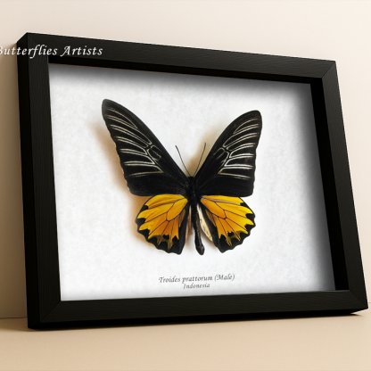 Troides prattorum Male – Buru Opalescent Birdwing Butterfly Framed Entomology Shadowbox