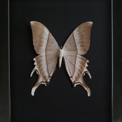 Tropical Swallowtail Moth Lyssa Zampa XL Real Framed Entomology Shadowbox