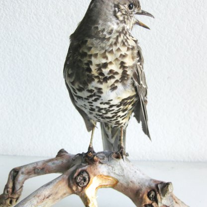 Turdus Viscivorus Song Thrush Bird Taxidermy Stuffed Hunting Trophy Scientific
