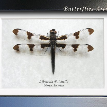 Twelve-spotted Skimmer Libellula Pulchella Real Dragonfly Entomology Shadowbox