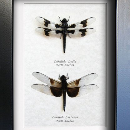 Libellula Pulchella & Luctuosa Twelve-spotted Widow Skimmers Framed Dragonflies